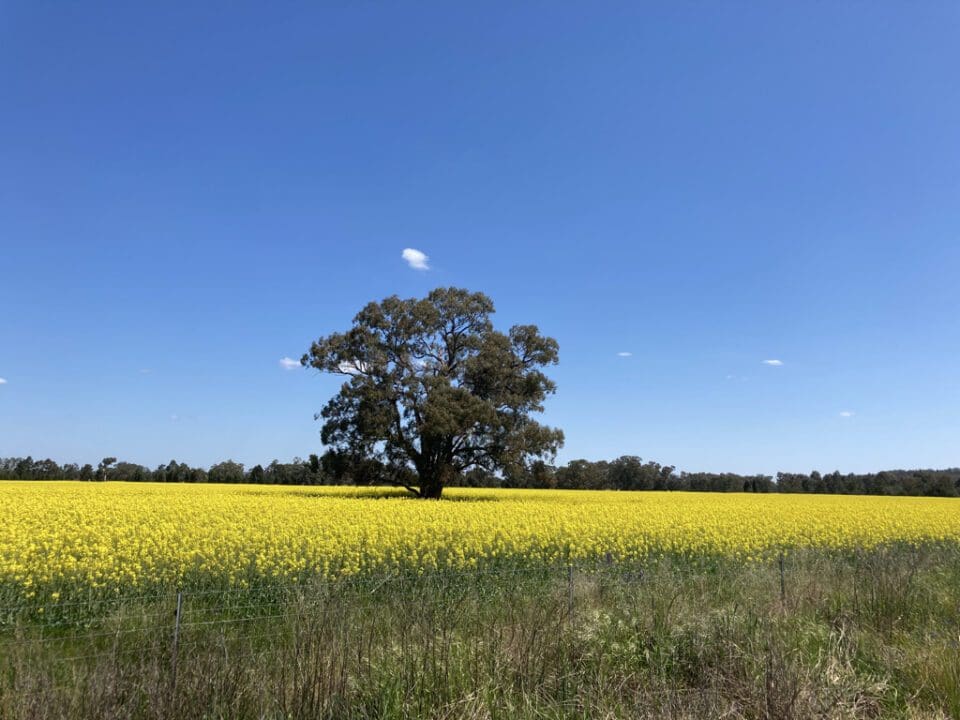Central West Cycle Ride 2020