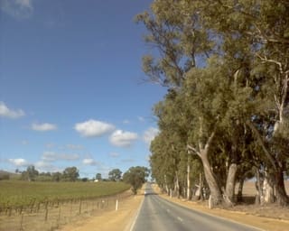 Vines